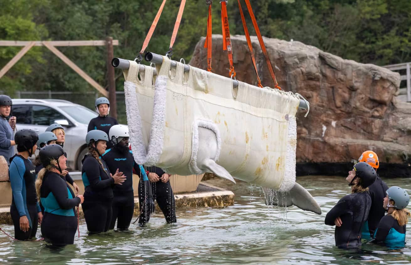 A massive sling, similar to a stretcher, carries a whale about the size of a car, floating above a group of workers.
